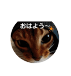 チェリナナの日常（個別スタンプ：1）