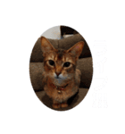 チェリナナの日常（個別スタンプ：3）