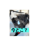中村家のぴの（個別スタンプ：3）
