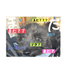 中村家のぴの（個別スタンプ：4）