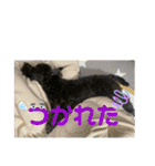 中村家のぴの（個別スタンプ：6）