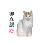 まとむ・其の弐（個別スタンプ：4）