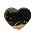 くろねこのタンゴ（個別スタンプ：3）