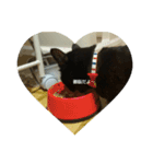 くろねこのタンゴ（個別スタンプ：6）