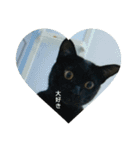 くろねこのタンゴ（個別スタンプ：8）
