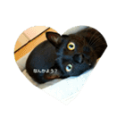 くろねこのタンゴ（個別スタンプ：15）