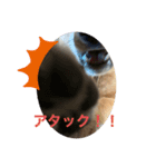 まるだよ。丸じゃないよ。（個別スタンプ：2）