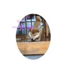 まるだよ。丸じゃないよ。（個別スタンプ：4）