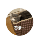 おしゃべりネコさん（個別スタンプ：7）