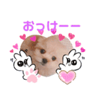 かわいいマロンちゃん、第一弾（個別スタンプ：1）