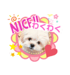 かわいいマロンちゃん、第一弾（個別スタンプ：13）