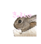 マフィンくんのスタンプ（個別スタンプ：4）