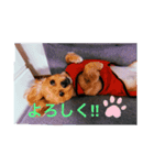pekipekipeki（個別スタンプ：3）