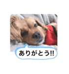 pekipekipeki（個別スタンプ：5）