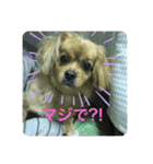 pekipekipeki（個別スタンプ：6）