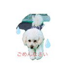 ランちゃんの一日（個別スタンプ：3）
