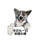 秋田犬 虎毛（個別スタンプ：2）