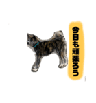 秋田犬 虎毛（個別スタンプ：5）