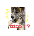 秋田犬 虎毛（個別スタンプ：7）