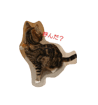 catstaop（個別スタンプ：1）