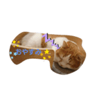 catstaop（個別スタンプ：2）
