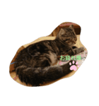 catstaop（個別スタンプ：3）