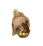 catstaop（個別スタンプ：4）