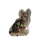 catstaop（個別スタンプ：7）