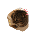 catstaop（個別スタンプ：9）