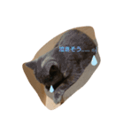 catstaop（個別スタンプ：10）