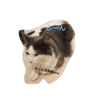 catstaop（個別スタンプ：12）