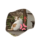 catstaop（個別スタンプ：13）