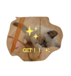 catstaop（個別スタンプ：14）