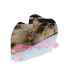 catstaop（個別スタンプ：15）