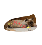 catstaop（個別スタンプ：16）