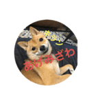 かわいい柴犬若者言葉（個別スタンプ：1）
