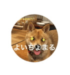 かわいい柴犬若者言葉（個別スタンプ：2）