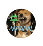 かわいい柴犬若者言葉（個別スタンプ：3）