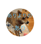 かわいい柴犬若者言葉（個別スタンプ：4）