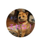 かわいい柴犬若者言葉（個別スタンプ：5）
