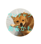かわいい柴犬若者言葉（個別スタンプ：6）