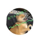 かわいい柴犬若者言葉（個別スタンプ：7）