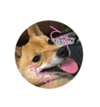 かわいい柴犬若者言葉（個別スタンプ：8）
