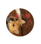 かわいい柴犬若者言葉（個別スタンプ：10）