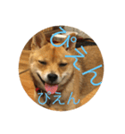 かわいい柴犬若者言葉（個別スタンプ：11）