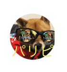 かわいい柴犬若者言葉（個別スタンプ：12）