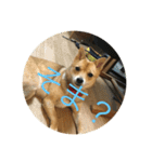 かわいい柴犬若者言葉（個別スタンプ：13）