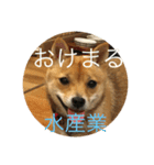 かわいい柴犬若者言葉（個別スタンプ：14）