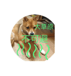 かわいい柴犬若者言葉（個別スタンプ：16）