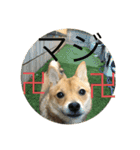 かわいい柴犬若者言葉（個別スタンプ：17）